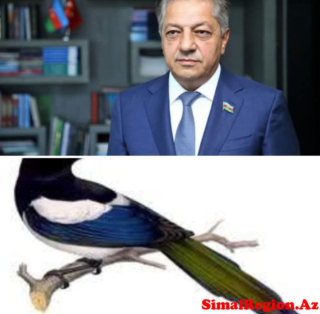 Cavanşir Feyziyev yenə ağzına gələni danışır:Bəs Londonda müsadirə olunan milyonlara baxıb xəcalət çəkmir?