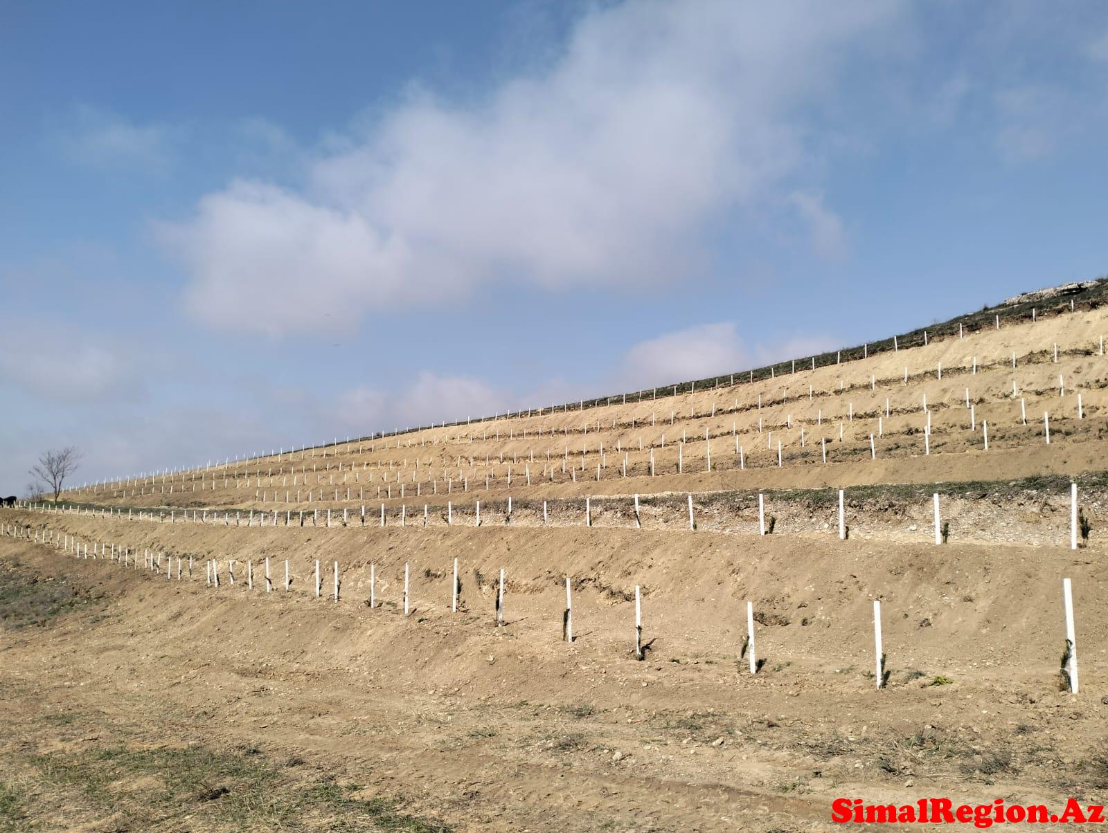 6-Saylı Regional Meşə Təsərrüfatı Mərkəzinin Ağacəkmə Kompaniyası Davam Edir.