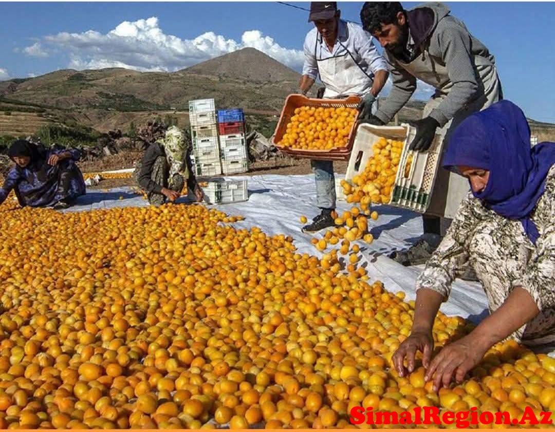 Naxçıvanda dərəbəylik hökm sürür.Əhaliyə zülm olunur