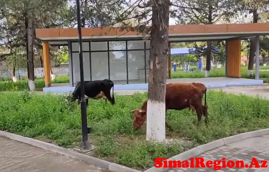 İsmayıllı Şəhər Bələdiyyəsi Əhalini Xəbərdar Etdi
